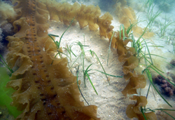 kelp lying over eelgrass