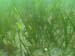 Peconic Estuary eelgrass (6)