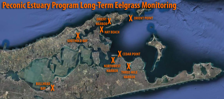 Peconic Estuary Eelgrass Monitoring Sites