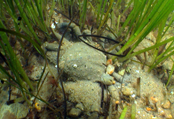 Spider crab burrowed in eelgrass