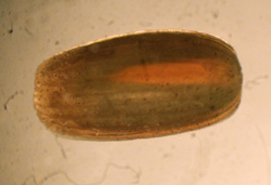 seed close up