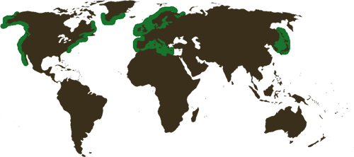 Distribution of Z. marina worldwide.