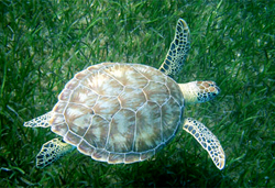 Green turtle over seagrass bed. Photo by Peter Richardson