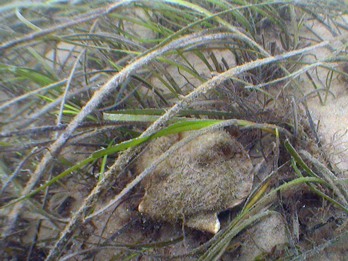 Eelgrass of Shinnecock Bay (5)