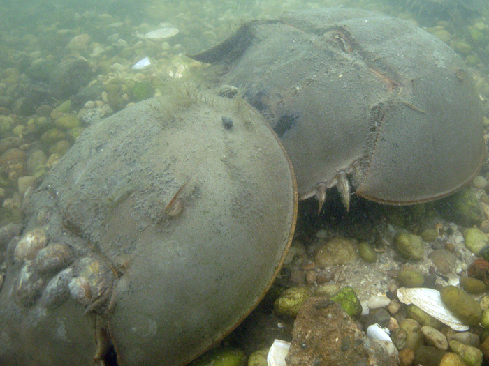 Horseshoe crabs