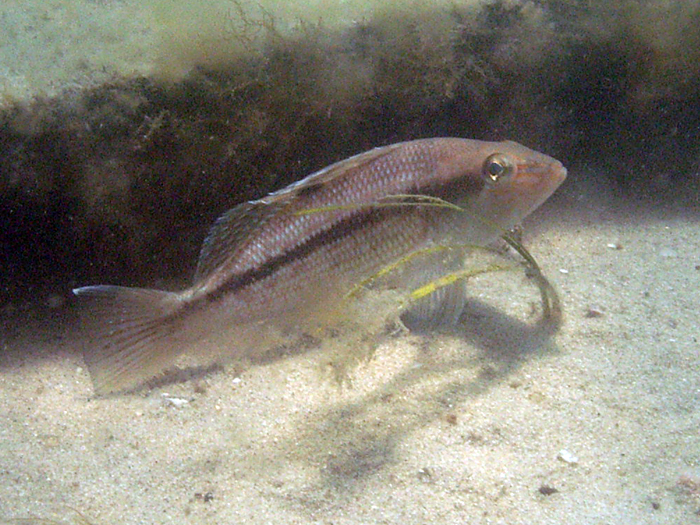 Juvenile black sea bass