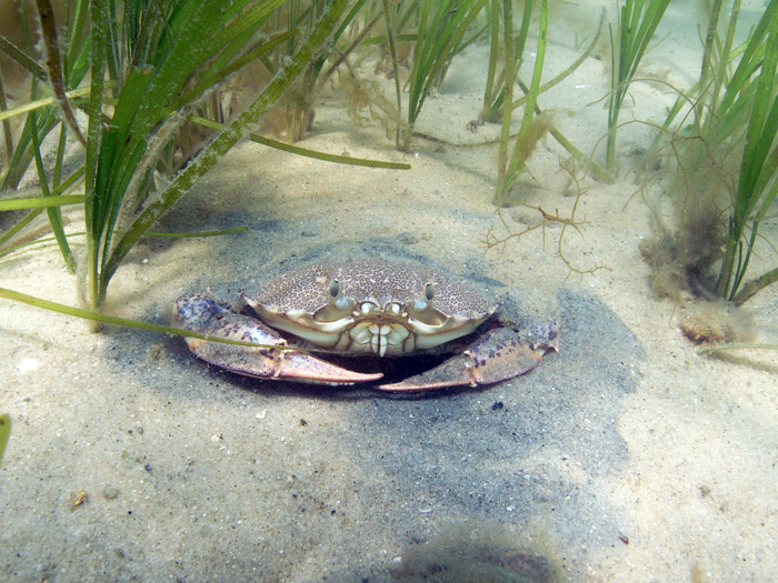 Lady crab (2)